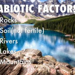 Abiotic features of the taiga