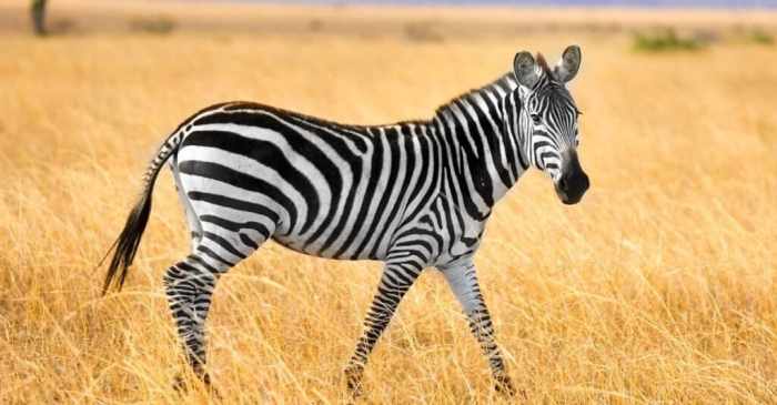 Zebra sherri