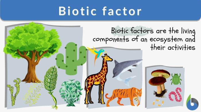 Taiga abiotic biome