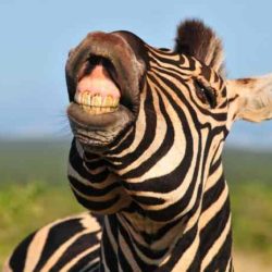 Teeth grevy yawning