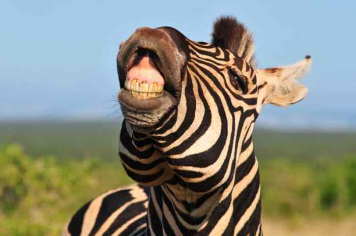 Teeth grevy yawning