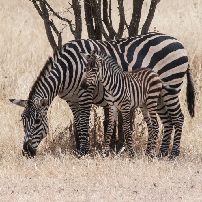 Zebras stripes why zebra ucla larison brenda foal body scienceblog